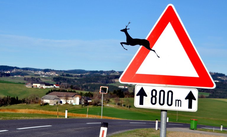 deer-crossing-4933887_1920.jpg